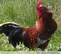 Gockel auf der Wiese