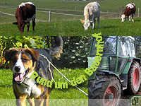 Bilder rund um den Bauernhof
